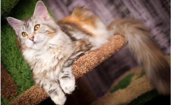 Click, Purr, Love: The Joy of Ordering Maine Coon Kittens from Your Screen