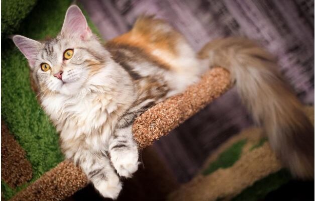 Click, Purr, Love: The Joy of Ordering Maine Coon Kittens from Your Screen