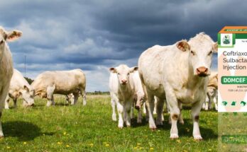 Essential Tips to Select the Right PCD Veterinary Pharma Franchise Company