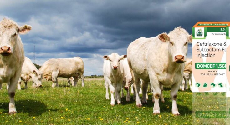 Essential Tips to Select the Right PCD Veterinary Pharma Franchise Company