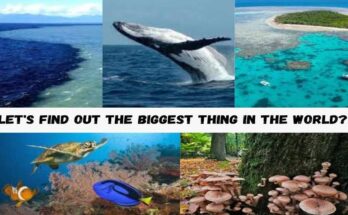 Let's find out the Biggest Thing in the World