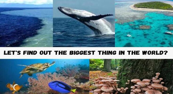 Let's find out the Biggest Thing in the World