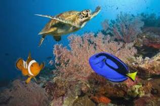 The Great Barrier Reef The Large