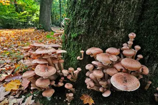 The Humongous Fungus (1)