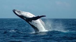 blue whale