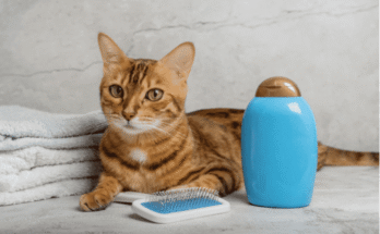 Essential Advantages of Flea and Tick Shampoos for Your Feline Friend
