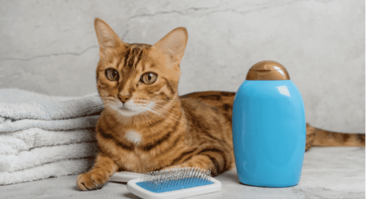Essential Advantages of Flea and Tick Shampoos for Your Feline Friend
