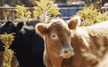 Best Veterinary Products