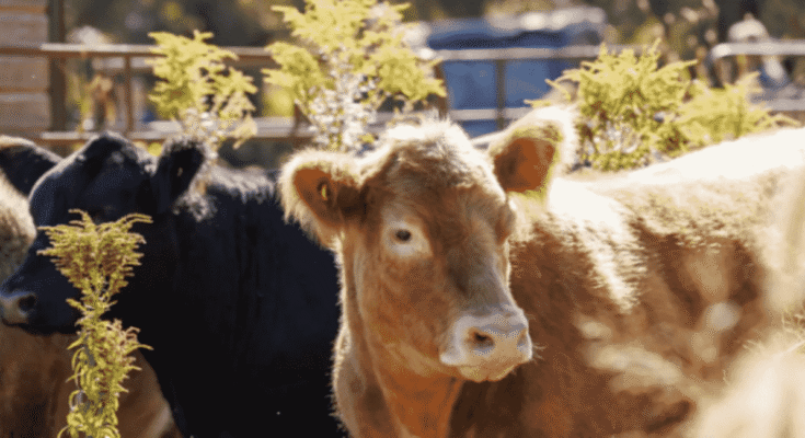 Best Veterinary Products