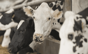 Critical Mistakes to Avoid When Choosing a Veterinary Franchise Company