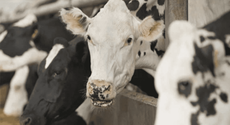 Critical Mistakes to Avoid When Choosing a Veterinary Franchise Company